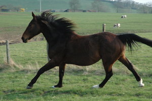 cheval2