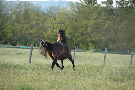cheval cheval